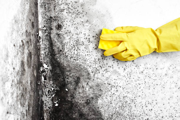 Certified Mold Removal in Gladeville, TN