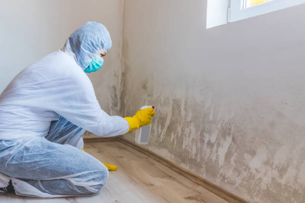 Mold Removal Process in Gladeville, TN