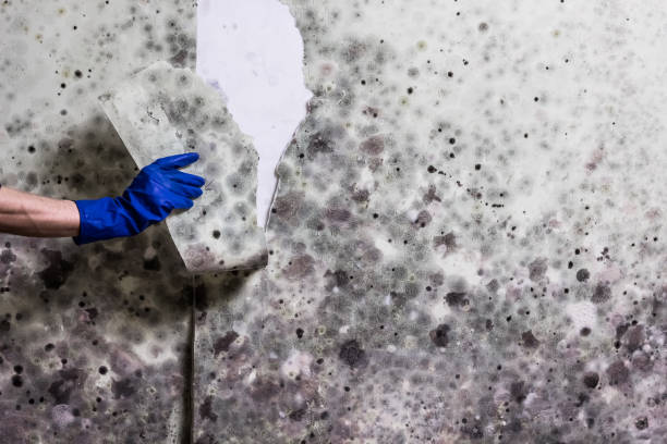 Certified Mold Removal in Gladeville, TN